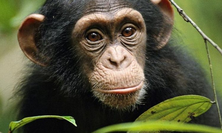 7 Days Best of Rwanda