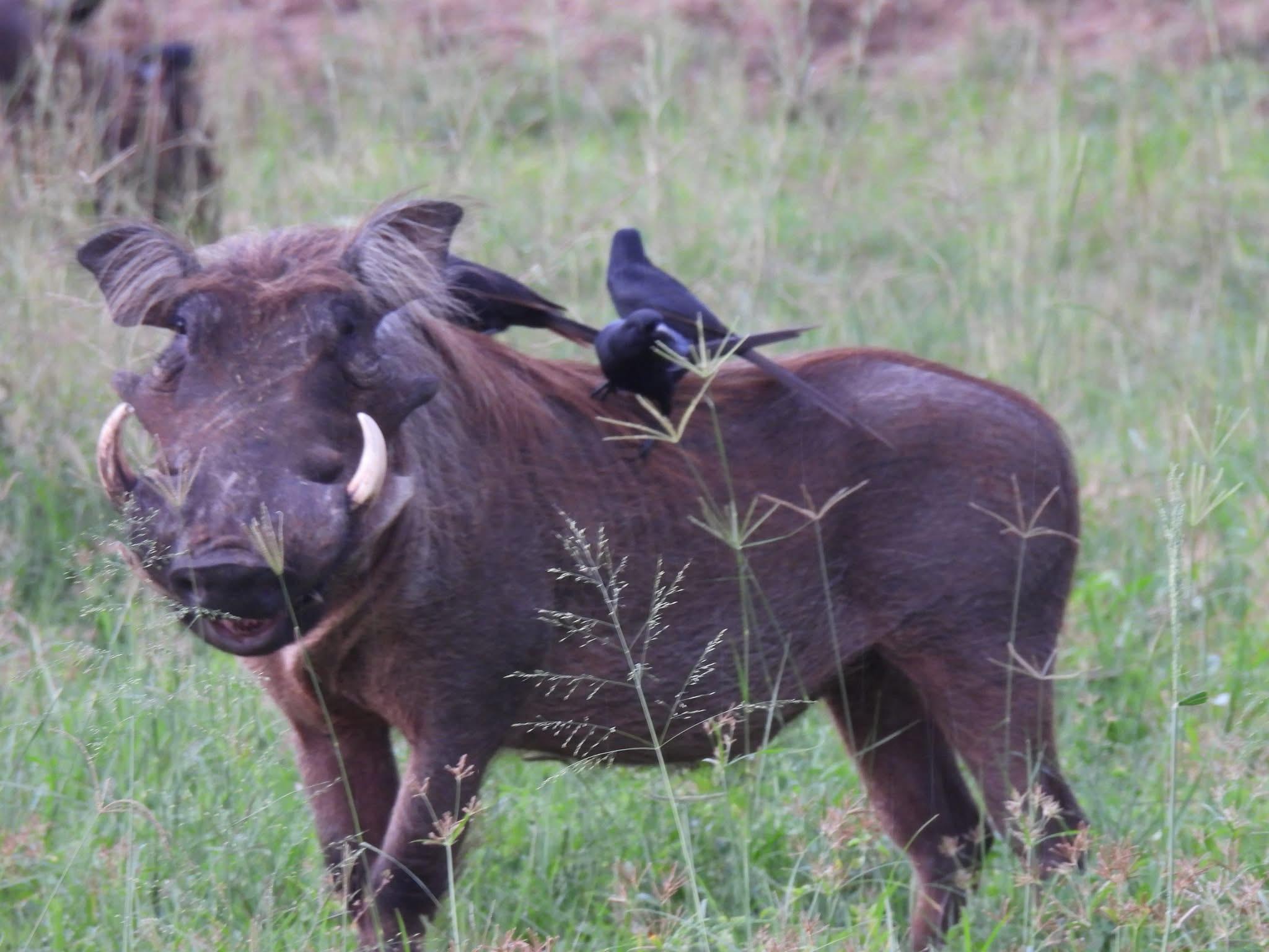 Buffalo Close-Up