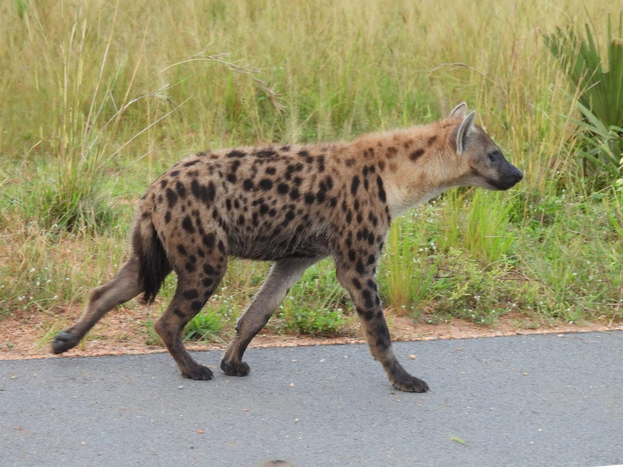 Hyena